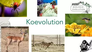 Vorschau - Arbeitsblätter - Koevolution - Seite 1