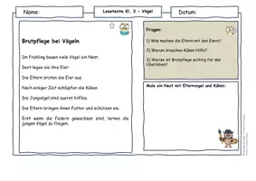 Vorschau - Arbeitsblätter - Vögel im Frühling Klasse 3 – Brutpflege, Nesthocker & Nahrungsnetze | Differenzierte Sachtexte Grundschule - Seite 1