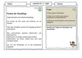 Vorschau - Arbeitsblätter - Vögel im Frühling Klasse 3 – Brutpflege, Nesthocker & Nahrungsnetze | Differenzierte Sachtexte Grundschule - Seite 2