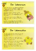 Vorschau - Arbeitsblätter - Die Biene (Wiese & Insekten): Wissenskartei & Flipbook (Sachwissen) - Sachunterricht / Deutsch - Kl. 2 - Seite 2