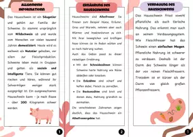 Vorschau - Arbeitsblätter - Das Hausschwein- Informationsflyer und Arbeitsblätter | Unterrichtsreihe "Tiere in unserem Umfeld", Biologie, 5.-6. Klasse - Seite 2