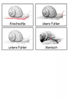Vorschau - Bildkarten - Bildkarten: Anatomie der Schnecke (Nomenklatur) - Seite 2