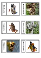 Vorschau - Unterrichtsreihen - Der Vogel: Komplettpaket - Seite 2