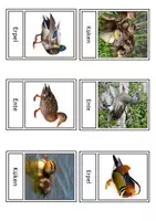 Vorschau - Unterrichtsreihen - Der Vogel: Komplettpaket - Seite 3
