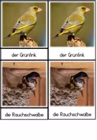 Vorschau - Fördermaterial/Inklusion - Bildkarten: Vögel im Park (3-Teile-Karten nach Montessori) - Seite 3