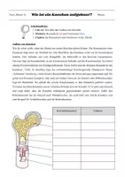 Vorschau - Arbeitsblätter - Knochenaufbau - ABB - Seite 2