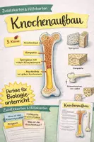 Vorschau - Arbeitsblätter - Knochenaufbau - ABB - Deckblatt