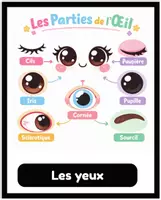 Aperçu - Cartes / Images - Le corps humain – Cartes de vocabulaire illustrées - Page 2