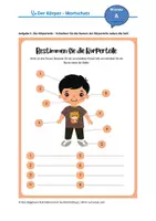 Vorschau - Arbeitsblätter - Unser Körper - Wortschatzübungen I - Deutsch lernen - Seite 3