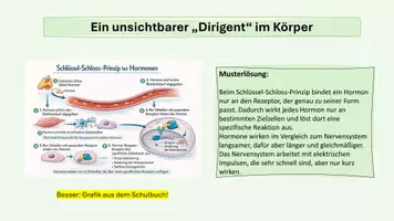 Vorschau - Arbeitsblätter - Hormone - Botenstoffe des Körpers - Seite 2