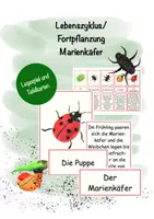 Vorschau - Spiele - Lebenszyklus, Fortpflanzung Marienkäfer, Legekarten, Tafelkarten, Spiel #lmpkracher2020 - Deckblatt