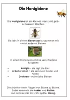 Vorschau - Stundenentwürfe - Die Biene Sachunterricht Klasse 2/ Klasse 3: Arbeitsblätter - Seite 3