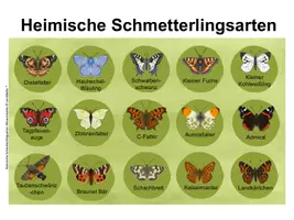 Vorschau - Arbeitsblätter - Heimische Schmetterlingsarten - Wissenkartei mit und ohne QR-Codes und interaktive Version - Seite 2