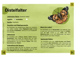 Vorschau - Arbeitsblätter - Heimische Schmetterlingsarten - Wissenkartei mit und ohne QR-Codes und interaktive Version - Seite 3