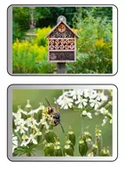 Vorschau - Präsentationen/Tafelbilder - Insekten - Tafelkarten mit Bildern für Tafelbilder - Sicherung - Reflexion etc. (Klasse 5 6 7 8) - Deckblatt
