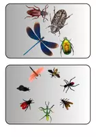 Vorschau - Präsentationen/Tafelbilder - Insekten - Tafelkarten mit Bildern für Tafelbilder - Sicherung - Reflexion etc. (Klasse 5 6 7 8) - Seite 1