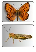 Vorschau - Präsentationen/Tafelbilder - Insekten - Tafelkarten mit Bildern für Tafelbilder - Sicherung - Reflexion etc. (Klasse 5 6 7 8) - Seite 2