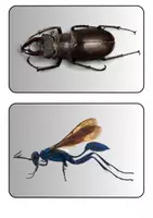 Vorschau - Präsentationen/Tafelbilder - Insekten - Tafelkarten mit Bildern für Tafelbilder - Sicherung - Reflexion etc. (Klasse 5 6 7 8) - Seite 3