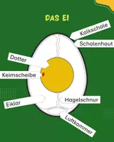 Vorschau - Arbeitsblätter - Das Ei - Beschriftung der Teile - Deckblatt