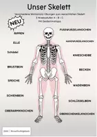 Vorschau - Arbeitsblätter - Unser Skelett - 3 Übungen/3 Niveaus - Deckblatt