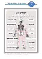 Vorschau - Arbeitsblätter - Unser Skelett - 3 Übungen/3 Niveaus - Seite 3