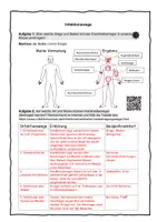 Vorschau - Stundenentwürfe - Immunbiologie (Materialpaket) - Seite 3