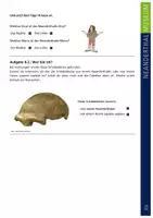 Vorschau - Stationenlernen - Arbeitsblätter Steinzeit "Menschen in der Steinzeit" für 4. bis 6. Klasse - Seite 3