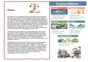 Vorschau - Stationenlernen - Evolutionsfaktoren - Seite 1