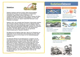 Vorschau - Stationenlernen - Evolutionsfaktoren - Deckblatt