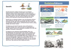 Vorschau - Stationenlernen - Evolutionsfaktoren - Seite 3