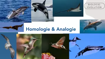Vorschau - Arbeitsblätter - Homologie & Analogie - Deckblatt
