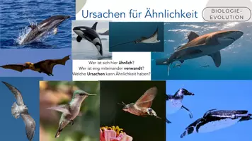 Vorschau - Arbeitsblätter - Homologie & Analogie - Seite 1