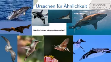 Vorschau - Arbeitsblätter - Homologie & Analogie - Seite 2