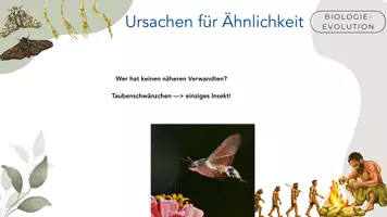 Vorschau - Arbeitsblätter - Homologie & Analogie - Seite 3