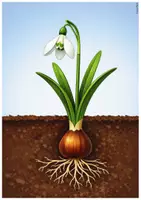 Vorschau - Stundenentwürfe - Frühling - Frühblüher entdecken (Tafelmaterial, Arbeitsblätter, Stundenentwurf - 3fach differenziert) - Seite 1