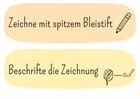Vorschau - Poster - Sachzeichnung Kriterien - Sachunterricht Klasse 1/2 - Seite 2