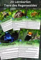 Vorschau - Merkblätter - 20 Lernkarten mit Fakten - Tiere des Regenwaldes - Deckblatt