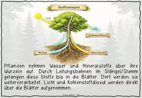 Vorschau - Stationenlernen - Laufrallye Ökosystem Wald_Zusatzstationen - Seite 3