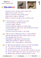 Vorschau - Arbeitsblätter - Die Amsel Lesen-Verstehen-Üben, Sachtext Klasse 1 und 2 - Seite 1