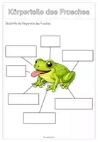 Vorschau - Arbeitsblätter - Der Frosch - Sachunterricht Grundstufe 1 - Seite 2