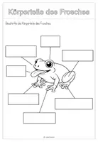 Vorschau - Arbeitsblätter - Der Frosch - Sachunterricht Grundstufe 1 - Seite 3