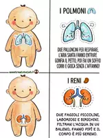 anteprima - Altro tipo di materiale - il corpo in filastrocca - Pagina di copertina
