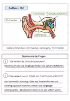 Vorschau - Arbeitsblätter - Gehör AB Aufbau- Das Ohr - Sinne - Seite 2