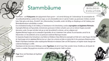 Vorschau - Arbeitsblätter - Kladogramme - phylogenetische Stammbäume - Seite 2