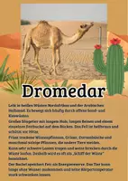 Vorschau - Merkblätter - 17 Lernkarten mit Fakten - Tiere der Wüste - Seite 1