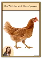 Vorschau - Arbeitsblätter - Materialpaket Huhn für den Kindergarten - Seite 2