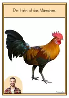 Vorschau - Arbeitsblätter - Materialpaket Huhn für den Kindergarten - Seite 3