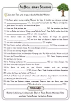 Vorschau - Arbeitsblätter - Aufbau eines Baumes Lückentext Vertiefung mit Wortspeicher und Transferaufgabe + Lösungen - Seite 2