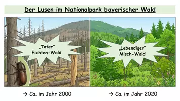 Vorschau - Stundenentwürfe - Ökosysteme verstehen - Biotop, Biozönose & Biotische und abiotische Faktoren | Arbeitsblatt + Präsentation - Seite 3