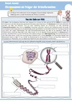 Vorschau - Arbeitsblätter - Chromosomen als Träger der Erbinformation (Definition Chromosomen / Aufbau / Von der Zelle zur DNA / Chromosomensatz / Autosomen / Gonosomen / Karyogramm / Biologie) - Seite 2